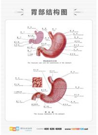 胃部結(jié)構(gòu)圖 人體胃部結(jié)構(gòu)圖