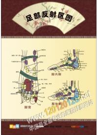 足部反射圖 足部反射區(qū)圖