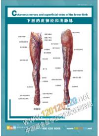 人體骨骼結(jié)構(gòu)圖 下肢的皮神經(jīng)和淺靜脈