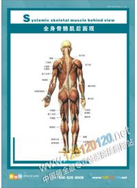 人體骨骼結(jié)構(gòu)圖 全身骨骼肌后面觀