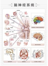 神經內科標語  神經內科圖片  神經系統(tǒng)解剖圖  腦神經解剖圖