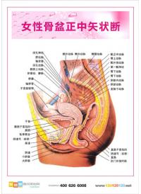 婦科解剖圖 人體結(jié)構(gòu)示意圖 女性盆骨結(jié)構(gòu)圖