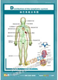 淋巴系統(tǒng)分布圖