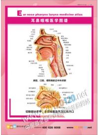 耳鼻喉醫(yī)學圖譜 耳鼻喉解剖圖 耳鼻喉圖 