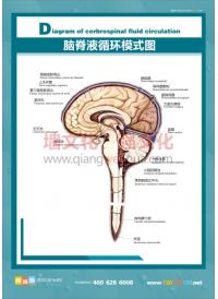 腦脊液循環(huán)模式圖 人體結(jié)構(gòu)圖