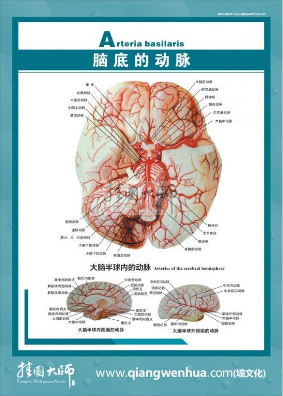 大腦解剖結構圖 醫(yī)學解剖圖-腦底的動態(tài)