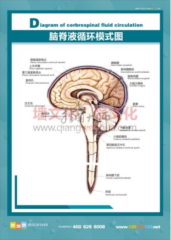 人體結構圖 人體解剖圖 醫(yī)院掛圖 人體骨骼結構圖