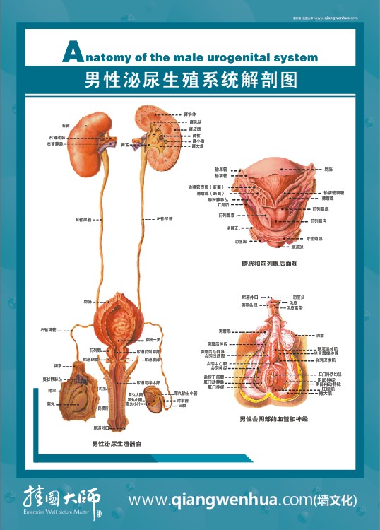 男性泌尿生殖系統(tǒng)解剖圖