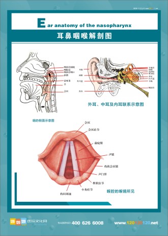 人體解剖圖 五官解剖圖 醫(yī)學人體解剖圖 人體結構解剖圖 耳鼻咽喉解剖圖