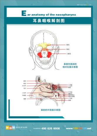 人體解剖圖 五官解剖圖 醫(yī)學人體解剖圖 人體結構解剖圖 耳鼻咽喉解剖圖