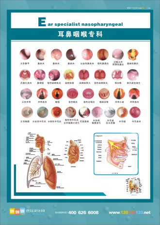 耳鼻咽喉解剖圖 人體解剖圖 五官解剖圖 醫(yī)學(xué)人體解剖圖 五官科標語