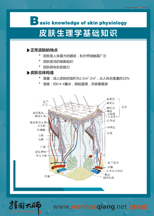 皮膚科解剖圖-皮膚生理學基礎(chǔ)知識