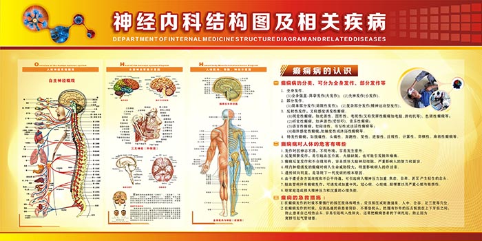 神經內科圖片   醫(yī)院科室圖片     人體神經結構圖