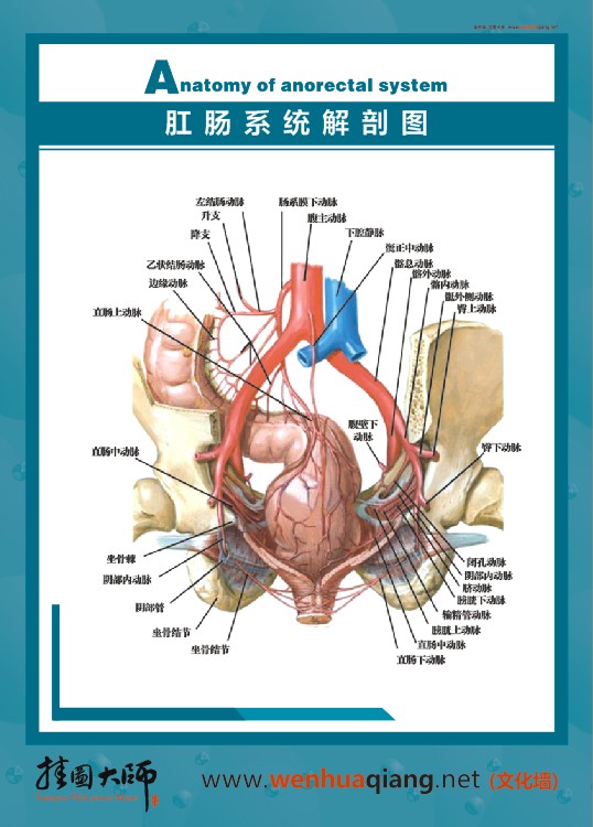 肛腸系統(tǒng)解剖圖