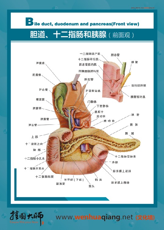 腸道、十二指腸和胰腺（前面觀）