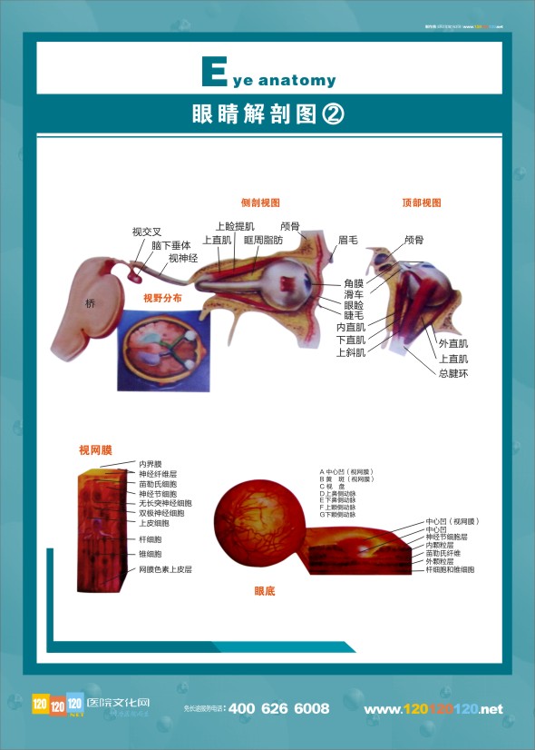 眼睛解剖圖