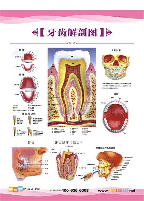 牙齒解剖圖  牙科門(mén)診圖片 牙科矯正圖片 口腔科解剖圖-牙齒解剖圖