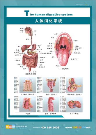 人體消化系統(tǒng)解剖圖 消化系統(tǒng)解剖圖 人體系統(tǒng)解剖學   