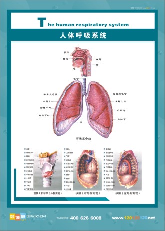 人體呼吸系統(tǒng)示意圖 呼吸系統(tǒng)結構圖 人體呼吸系統(tǒng)圖片 人體呼吸系統(tǒng)圖 呼吸系統(tǒng)解剖圖 