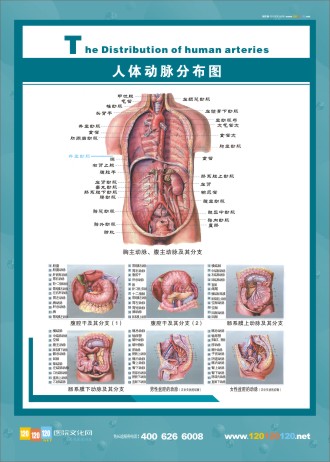 人體動脈分布圖 人體經脈分布圖 人體動脈解剖圖