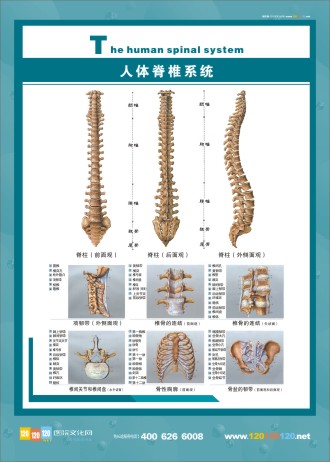 人體脊椎圖 脊椎神經系統(tǒng)圖 人體系統(tǒng)圖