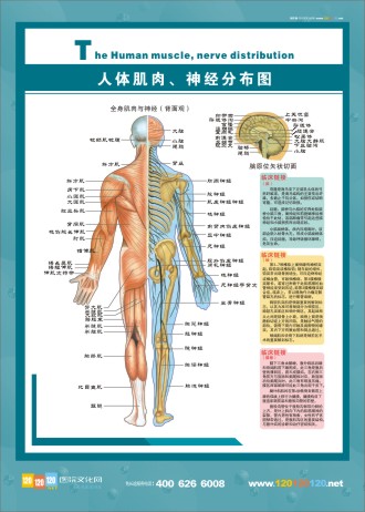 人體神經(jīng)分布圖 肌肉分布圖 人體肌肉分布圖 人體肌肉解剖圖 人體肌肉結構圖