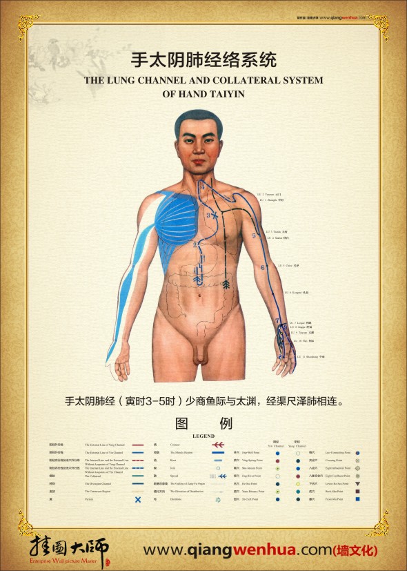 手太陰肺經絡系統(tǒng) 人體經絡示意圖