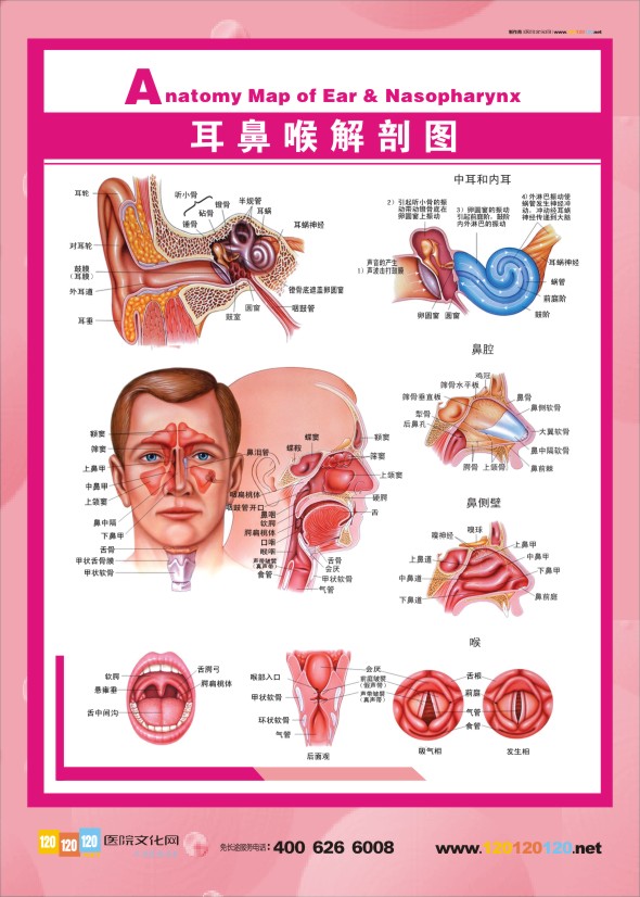 人體結構解剖圖    耳鼻喉解剖圖    