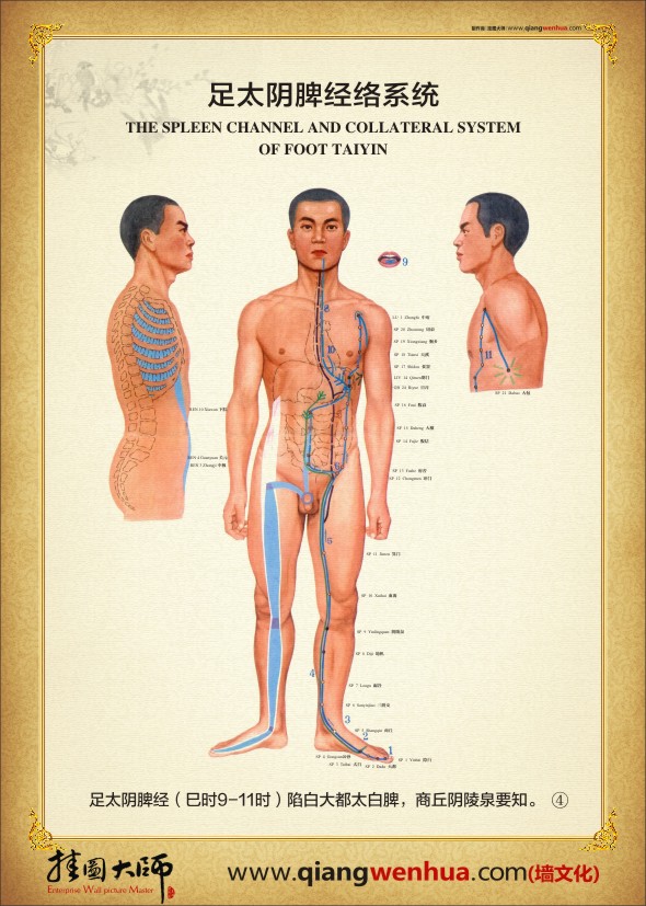 足太陰脾經(jīng)絡系統(tǒng) 經(jīng)絡系統(tǒng)圖
