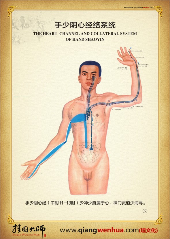 手少陰心經(jīng)絡系統(tǒng)  人體經(jīng)絡系統(tǒng)圖