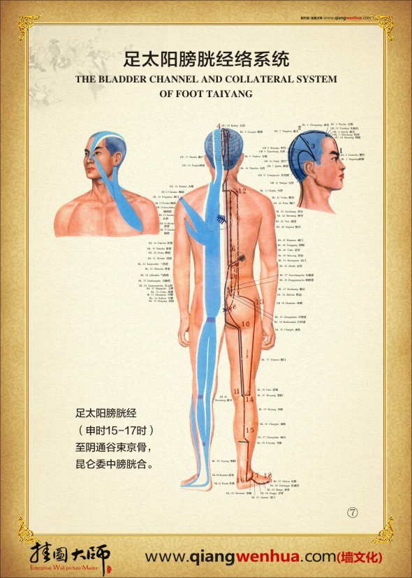 足太陽膀胱經(jīng)絡系統(tǒng) 人體經(jīng)絡圖