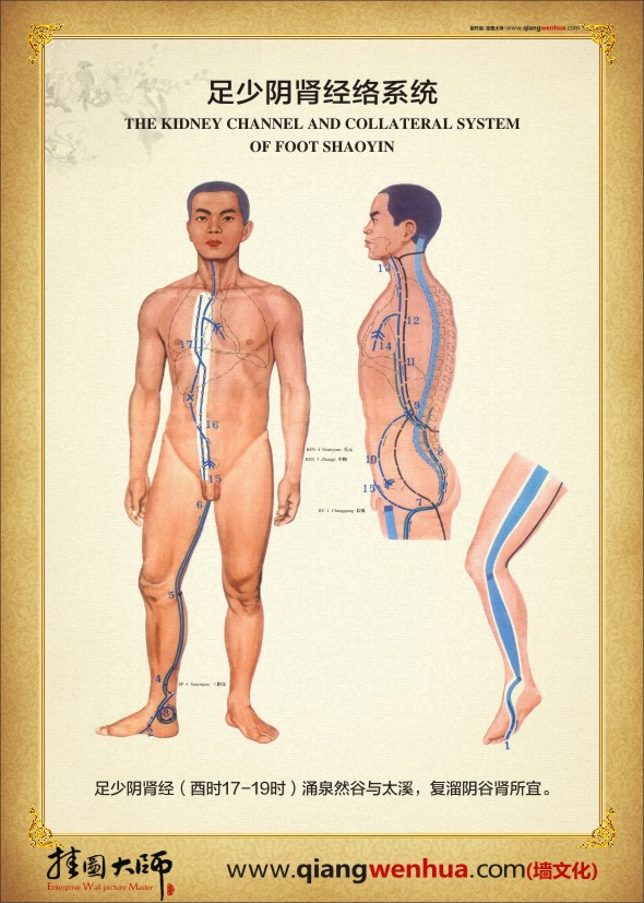 足少陰腎經絡系統(tǒng) 人體經絡示意圖