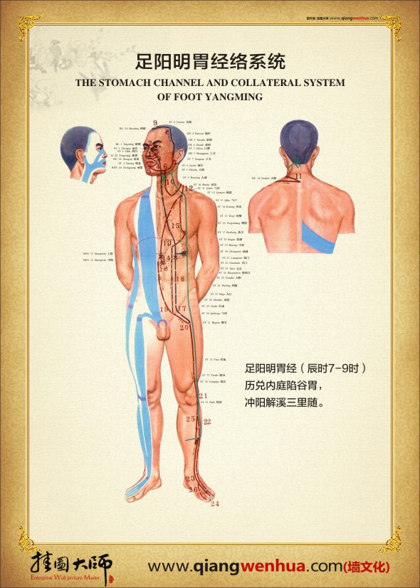 足陽明胃經絡系統(tǒng)  人體經絡圖