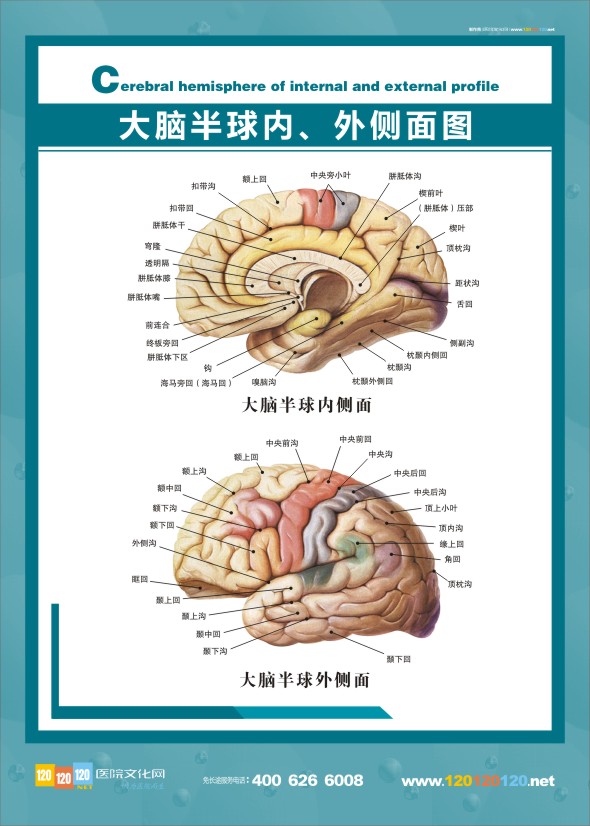 醫(yī)學解剖圖-大腦解剖圖半球內(nèi)、外側(cè)面圖