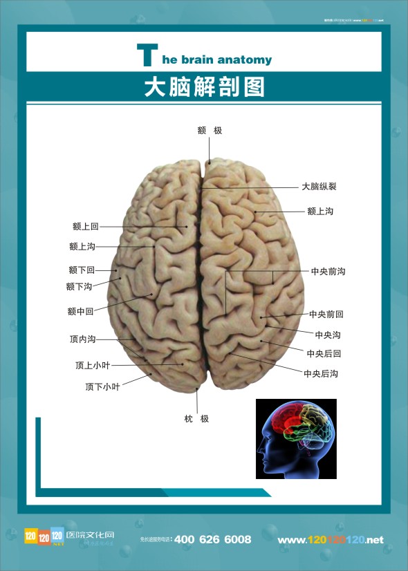 大腦解剖圖 大腦解剖結(jié)構(gòu)圖 醫(yī)學(xué)解剖圖-大腦解剖圖