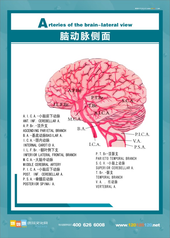 大腦解剖圖 醫(yī)學解剖圖-腦動脈側面 大腦側面圖