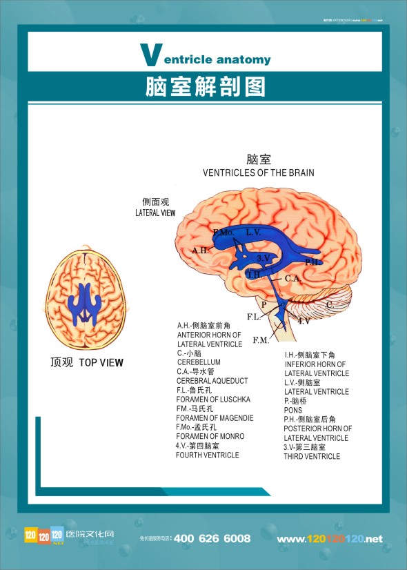 醫(yī)學人體解剖圖-腦室解剖圖