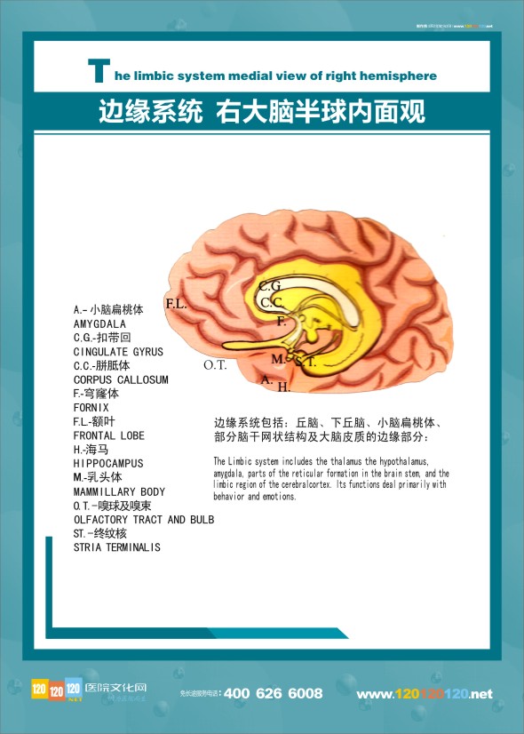 大腦邊緣系統(tǒng)  大腦解剖結(jié)構(gòu)圖 醫(yī)學解剖圖-邊緣系統(tǒng)右大腦半球內(nèi)面觀