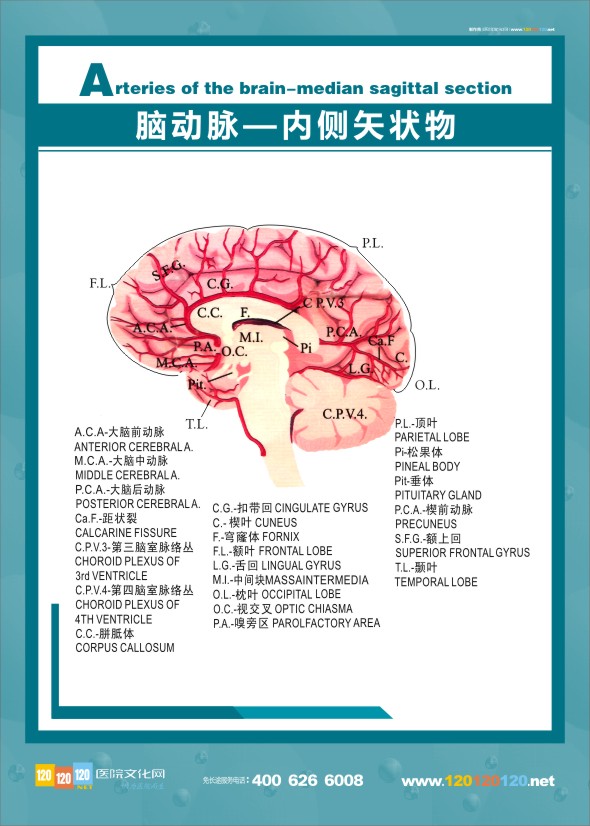 大腦解剖圖 醫(yī)學(xué)解剖圖-腦動(dòng)脈-內(nèi)側(cè)矢狀物