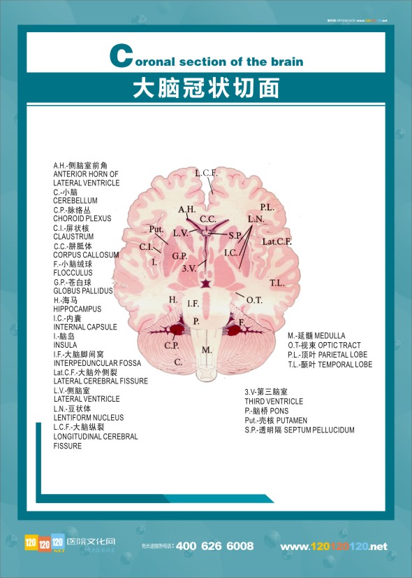 大腦解剖結(jié)構(gòu)圖 醫(yī)學解剖圖-大腦冠狀切面