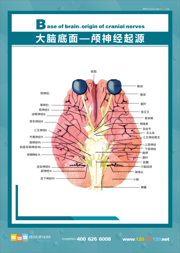 醫(yī)學人體解剖圖 大腦解剖圖 醫(yī)學解剖圖-大腦底面-顱神經起源