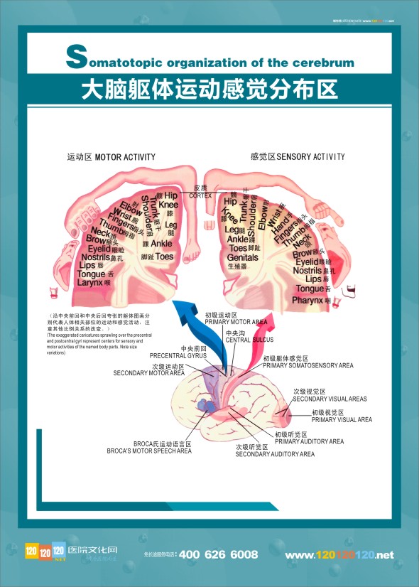 醫(yī)學(xué)人體解剖圖 大腦解剖圖 大腦解剖結(jié)構(gòu)圖 醫(yī)學(xué)解剖圖-大腦軀體運動感覺分布圖