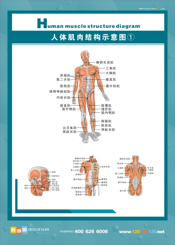 人體神經(jīng)結構圖-人體肌肉示意圖1