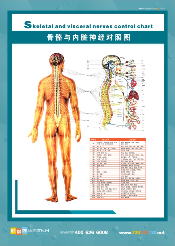 人體神經(jīng)結構圖-骨骼與內(nèi)臟神經(jīng)對照圖