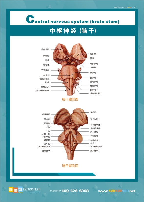 人體神經(jīng)結(jié)構(gòu)圖-中樞神經(jīng)（腦干)