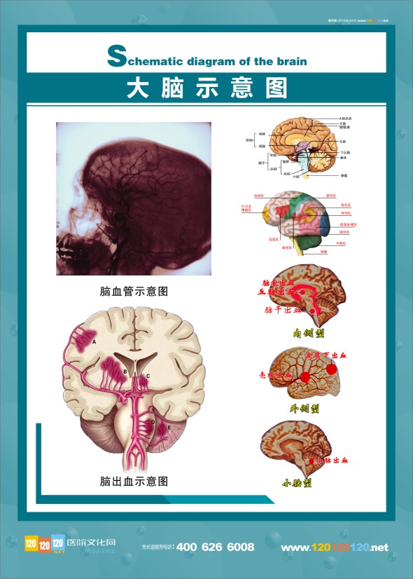 人體大腦結構圖-大腦示意圖