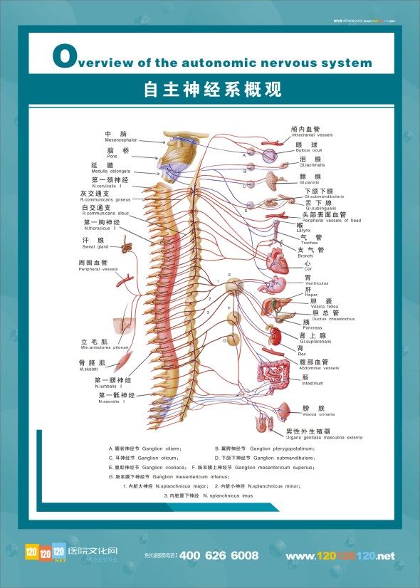 人體神經(jīng)結構圖-自主神經(jīng)系概觀