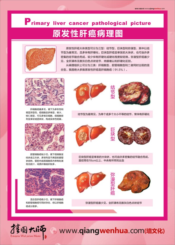 人體肝臟結(jié)構(gòu) 人體肝臟解剖圖譜