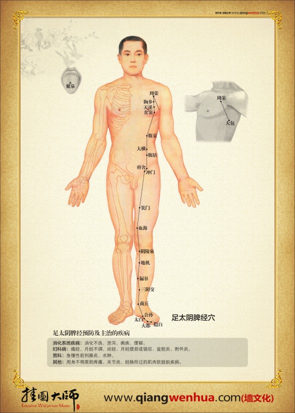 足太陰脾經穴位圖  人體經絡穴位圖 