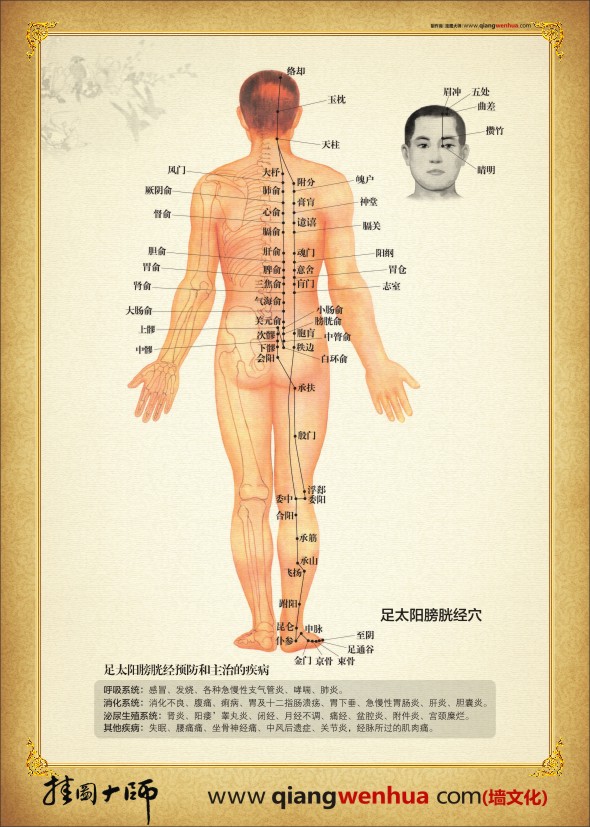 足太陽膀胱經穴位圖 人體經絡穴位圖 